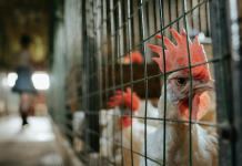 Primera muerte humana por subtipo H5N2 de gripe aviar reportada en México